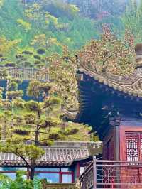 陝西！西安千年古寺銀杏絕美