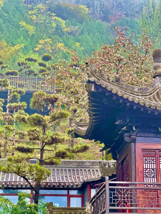 陝西！西安千年古寺銀杏絕美