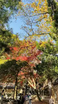 12.1號實況，青島崂山太清宮殺瘋了！