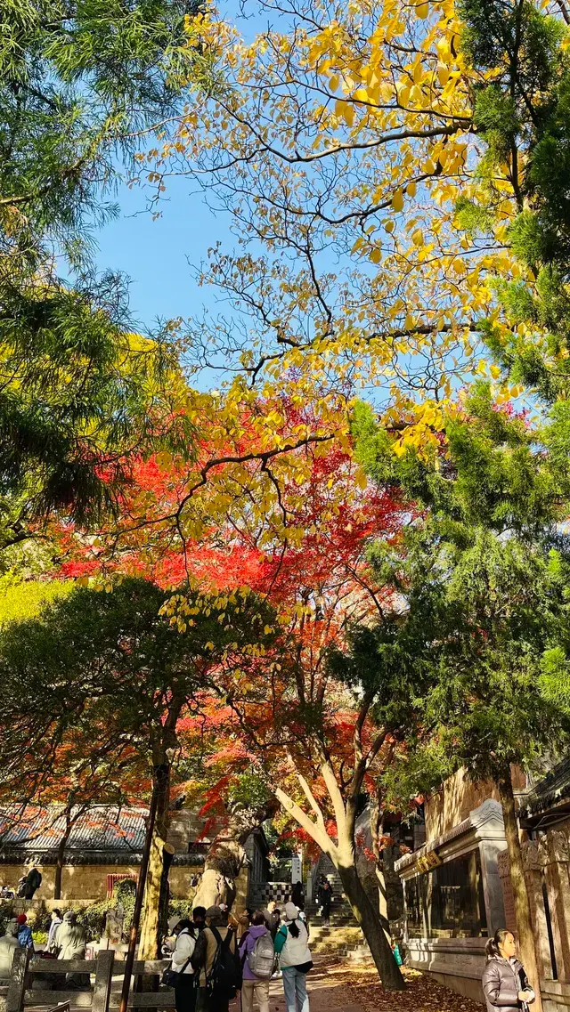 12.1號實況，青島崂山太清宮殺瘋了！