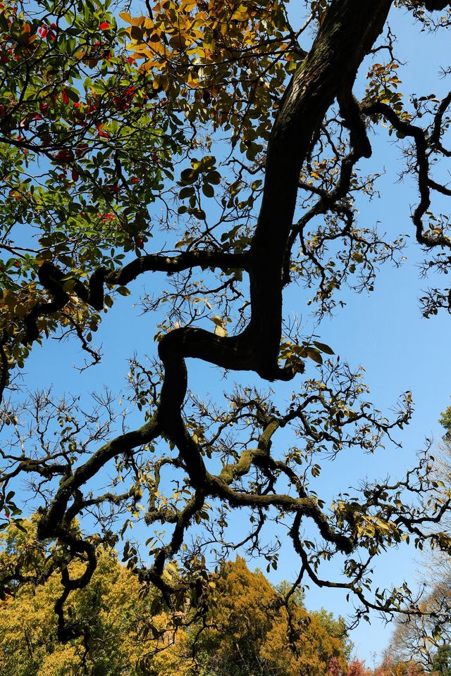 不愧為上海五大園林,驚嘆老祖宗的審美! 不愧為上海五大園林,驚嘆老祖宗的審美!