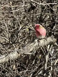秋冬季黃龍景區徒步上下半日遊(阿壩松潘)
