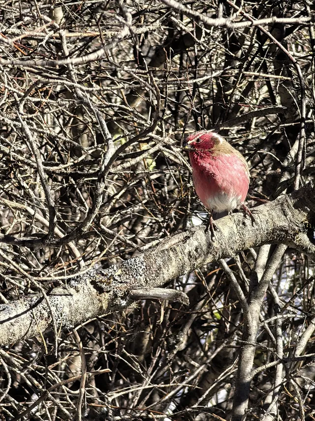 秋冬季黃龍景區徒步上下半日遊(阿壩松潘) 秋冬季黃龍景區徒步上下半日遊(阿壩松潘)