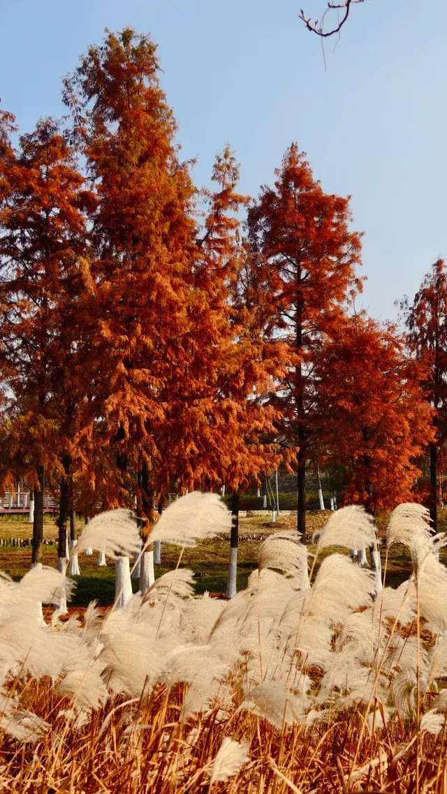 99%的人都不知道的江北賞秋路線~ 99%的人都不知道的江北賞秋路線~