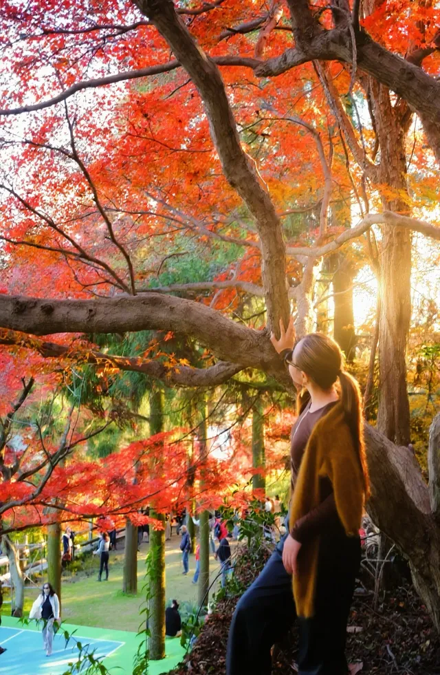 莫干山|一日賞楓11.30日 莫干山|一日賞楓11.30日