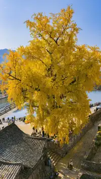 12.4實拍溫州銀杏王黃透了曬秋同框拍照