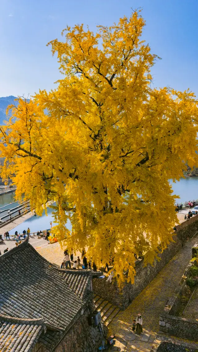 12.4實拍溫州銀杏王黃透了曬秋同框拍照 12.4實拍溫州銀杏王黃透了曬秋同框拍照