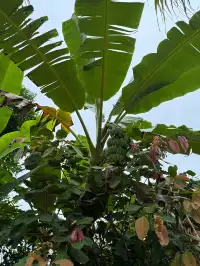 版納三課：學會在場