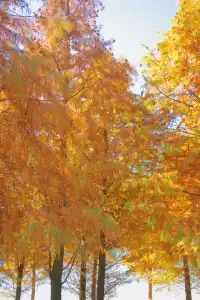 深圳周邊遊——被上帝遺忘的花園