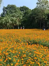 深圳羅湖市區浪漫黃色花海|東湖公園黃秋英