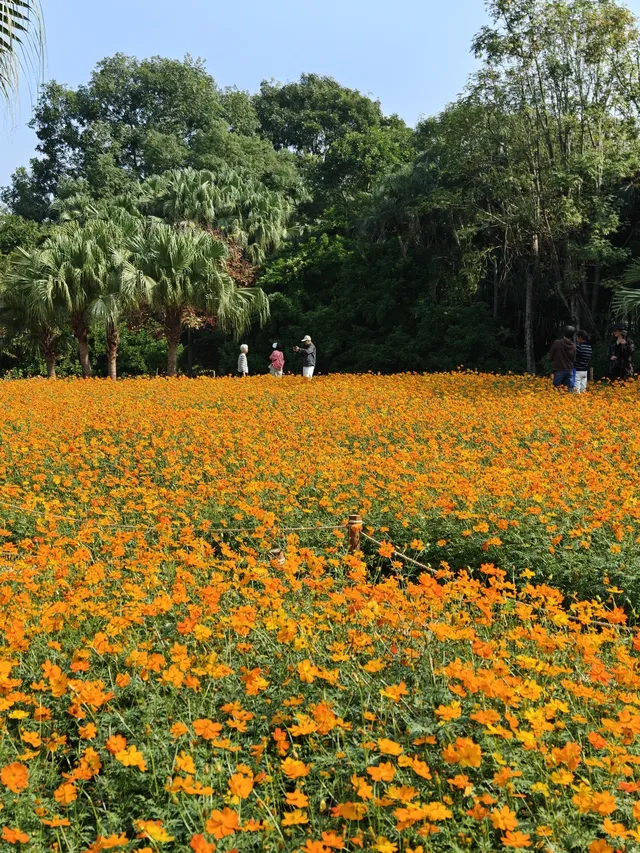 深圳羅湖市區浪漫黃色花海|東湖公園黃秋英 深圳羅湖市區浪漫黃色花海|東湖公園黃秋英