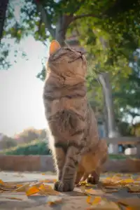 虞山方塔園|八百年銀杏|最佳觀賞期