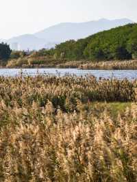 廈門秋冬限定！馬銮灣南岸蘆葦蕩，邂逅海邊的金色浪漫