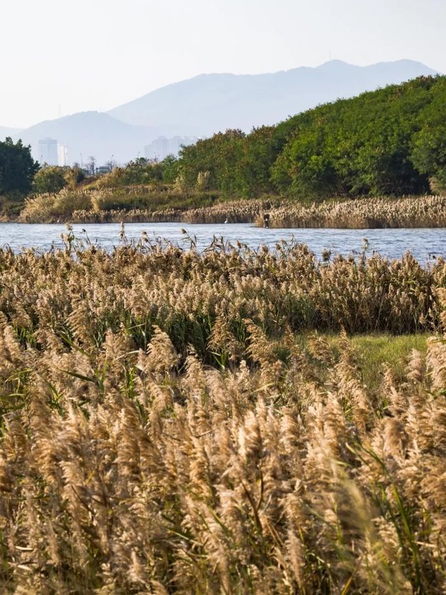 廈門秋冬限定！馬銮灣南岸蘆葦蕩，邂逅海邊的金色浪漫