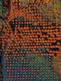 承包紅杉林、古村與銀杏,這條路線美得省心又清澈