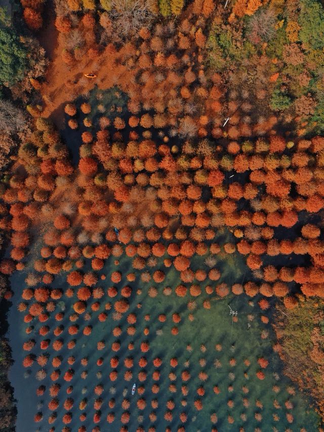 承包紅杉林、古村與銀杏,這條路線美得省心又清澈 承包紅杉林、古村與銀杏,這條路線美得省心又清澈