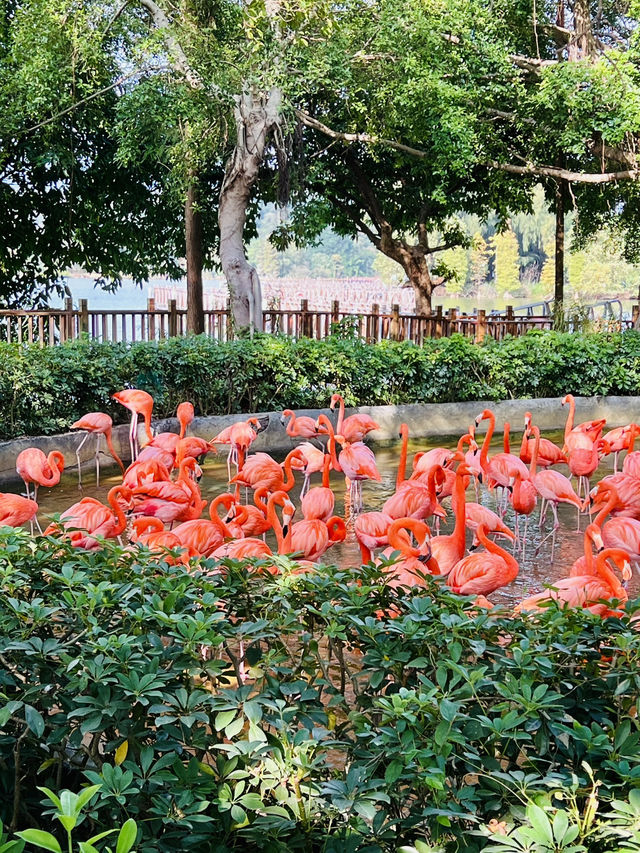 打卡肇慶丹頂鶴生態園