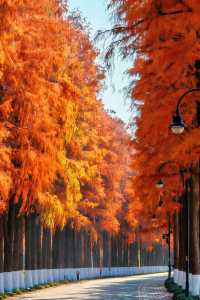 武漢元旦瘋玩指南本地人私藏的東湖跨年清單曝光