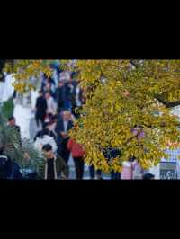 昆明秋日頂流滇樸鎏金季!保姆級打卡攻略,錯過等一年