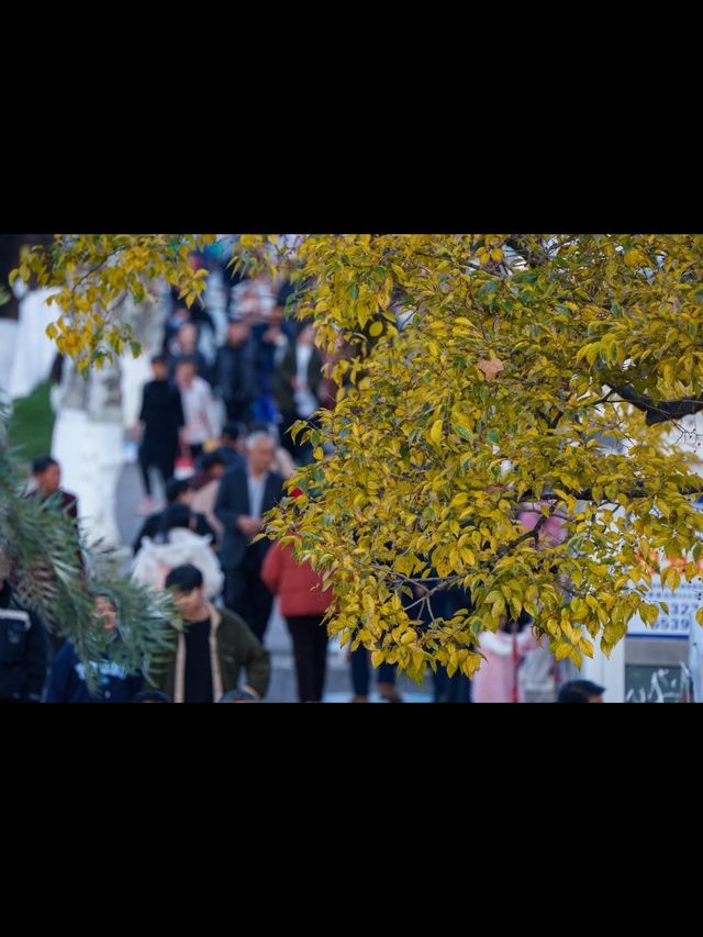 昆明秋日頂流滇樸鎏金季!保姆級打卡攻略,錯過等一年 昆明秋日頂流滇樸鎏金季!保姆級打卡攻略,錯過等一年