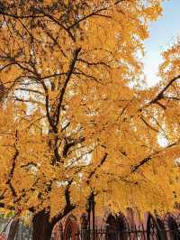 深秋限定！上海聖三一教堂銀杏與穹頂的絕美邂逅