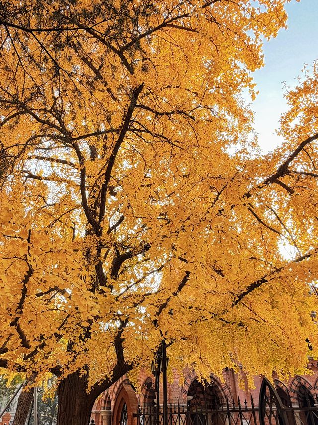 深秋限定！上海聖三一教堂銀杏與穹頂的絕美邂逅