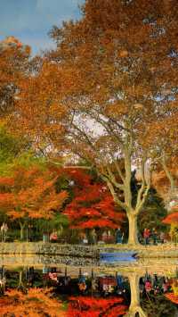 我說魯迅公園是上海市中心的賞秋天花板沒人有意見吧