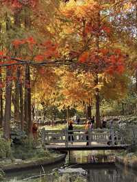 不誇張!本週上海最美的賞秋路線