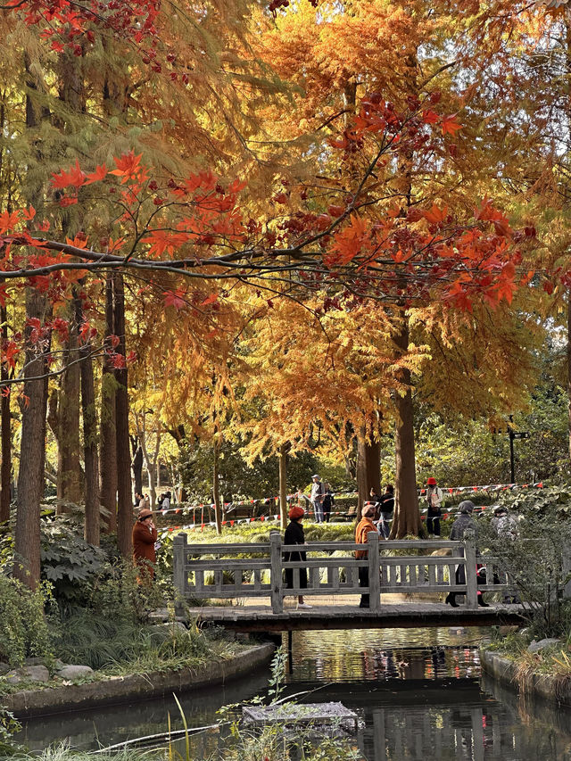 不誇張!本週上海最美的賞秋路線 不誇張!本週上海最美的賞秋路線