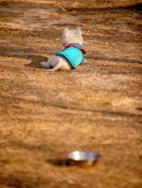 【上海1h直達·湖邊水杉秘境露營地】