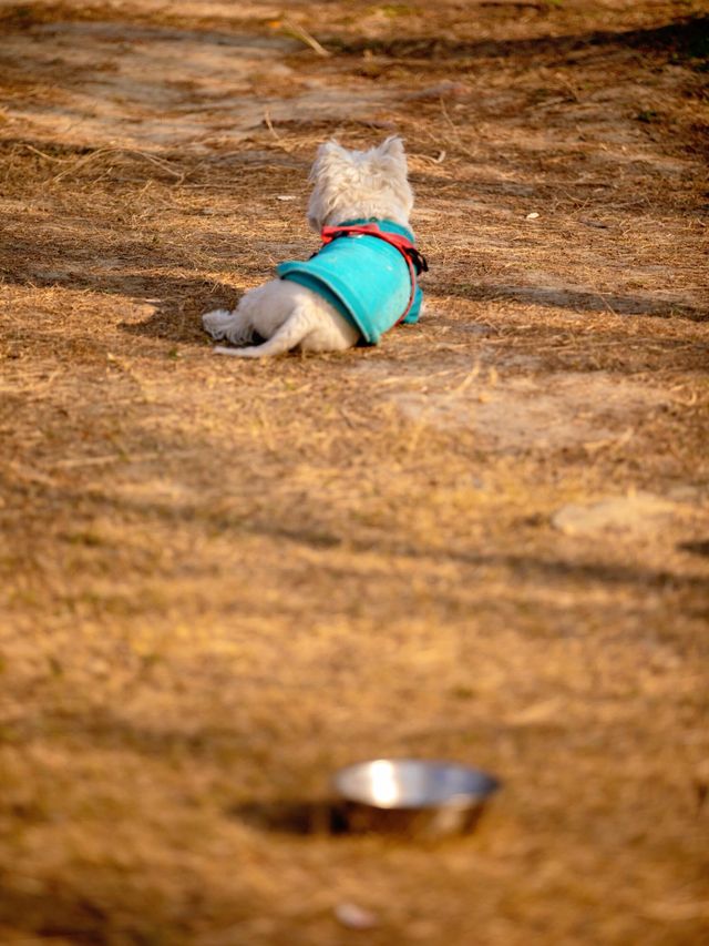 【上海1h直達·湖邊水杉秘境露營地】 【上海1h直達·湖邊水杉秘境露營地】