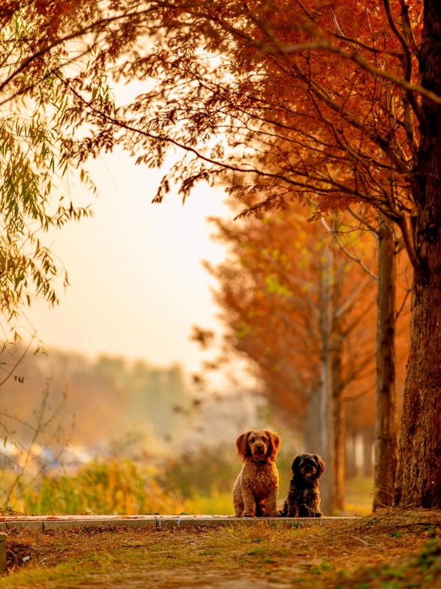 【上海1h直達·湖邊水杉秘境露營地】 【上海1h直達·湖邊水杉秘境露營地】