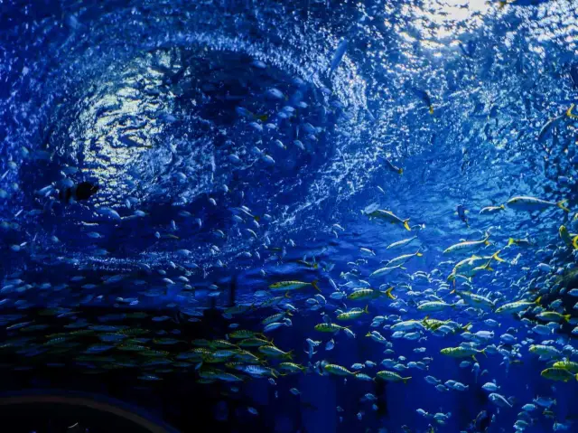 Shanghai Haichang Ocean Park|Blue Enchantress