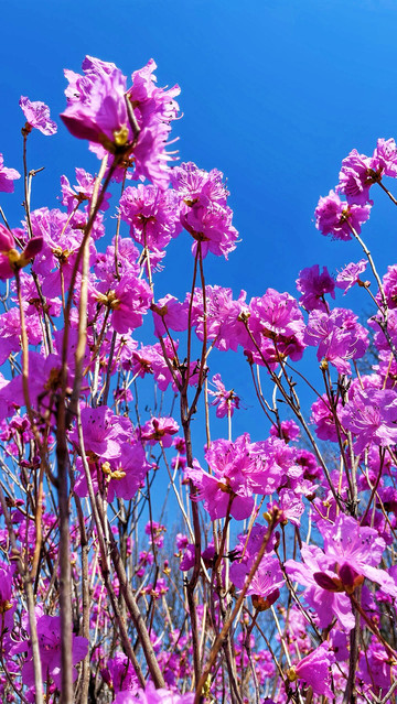 Blossoms in the Evening 限定版 250部 2026 Recommended Cherry blossom viewing in Jindallae Dongsan