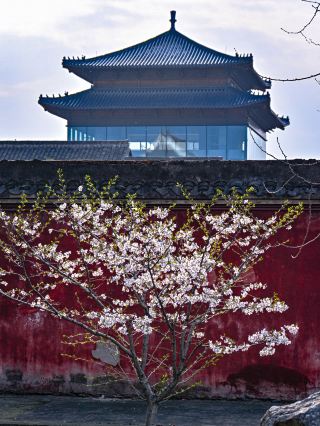 "พระราชวังต้องห้ามเจียงหนาน" ซึ่งเป็นหมู่พระราชวังแห่งเดียวในสมัยราชวงศ์ชิง กำลังเบ่งบานด้วยดอกซากุระบานสะพรั่ง!