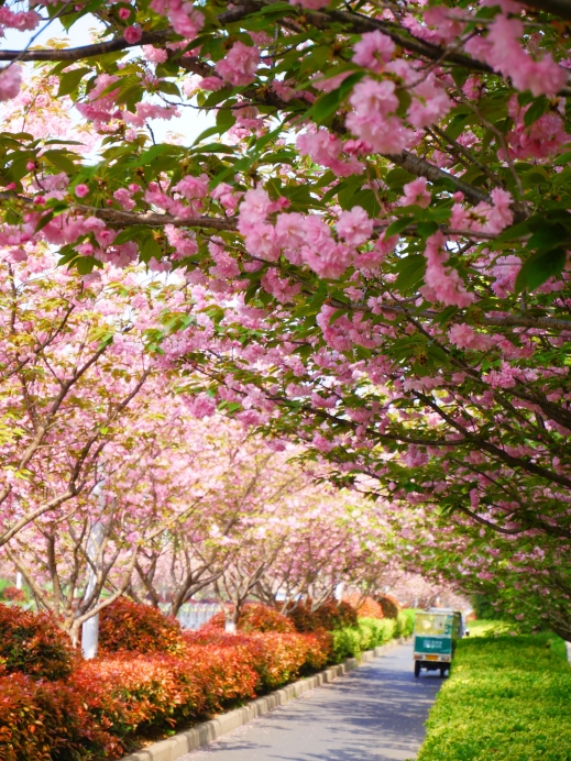 この遅咲きの桜並木はまだ誰にも知られていないでしょう？ | Trip.com 崑山
