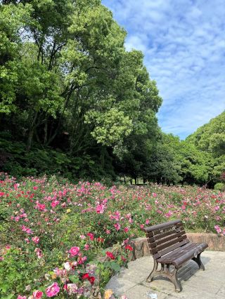 ทุ่งดอกไม้ไท่โจว เจียวเจียง เป็นสถานที่ท่องเที่ยวที่สวยงามตระการตาในช่วงฤดูใบไม้ผลิ
