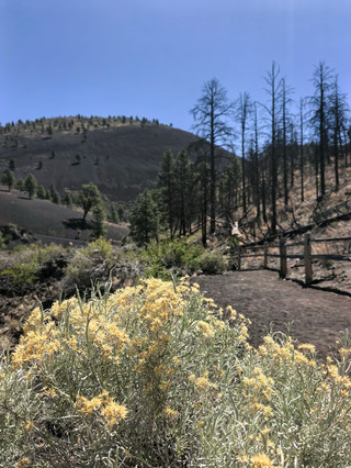 U.S. National Parks
