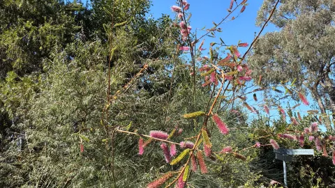 Bird Watching Paradise with Wildlife and Nature — traveler post in Acton