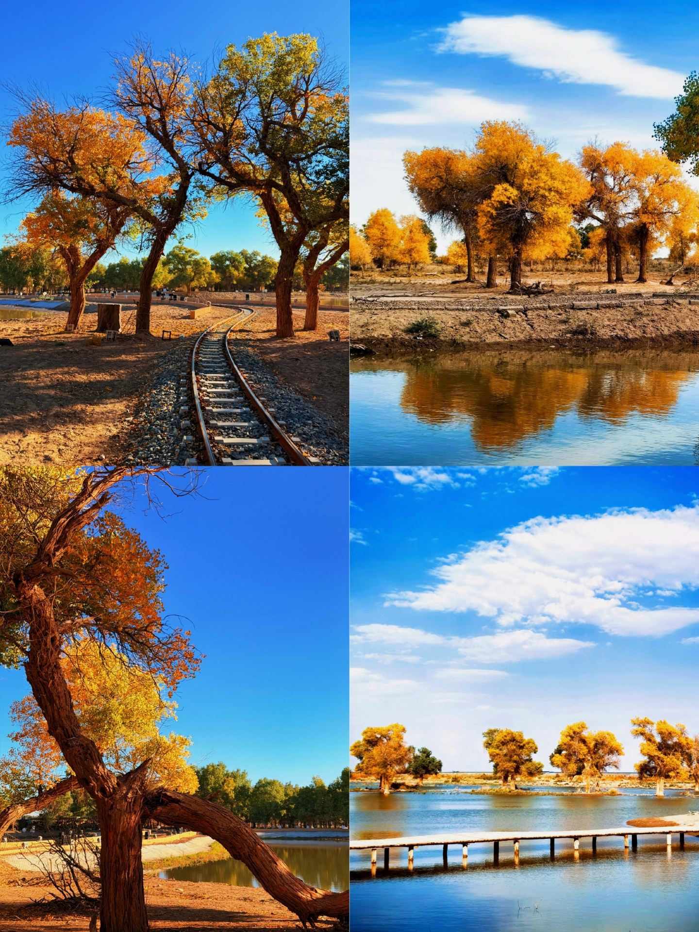 ป่า Ejina Populus euphratica | สวยงามเพียง 21 วันต่อปี