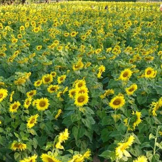 ดอกทานตะวันบานโครงการพระราชดำริ เขาชะงุ้ม ราชบุรี