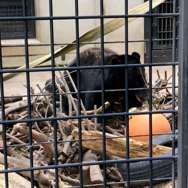 キリンを上からも下からも観察できる　京都市動物園