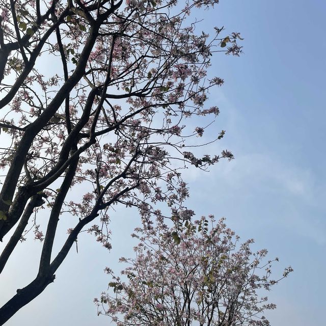 假日好去處 古色古香 深圳甘坑客家古鎮🤎🏯