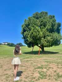 🌳서울 피크닉 명소로 유명한 올림픽공원 나홀로나무🌳