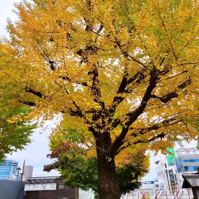 Relaxing Stroll at Ueno Park