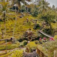 Alas Harum, Bali