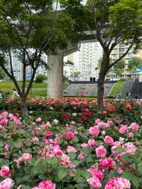 중랑천 노오란 유채꽃보러 중랑장미공원🌹