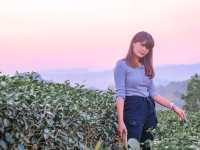 ไร่ชาฉุยฟง @เชียงราย