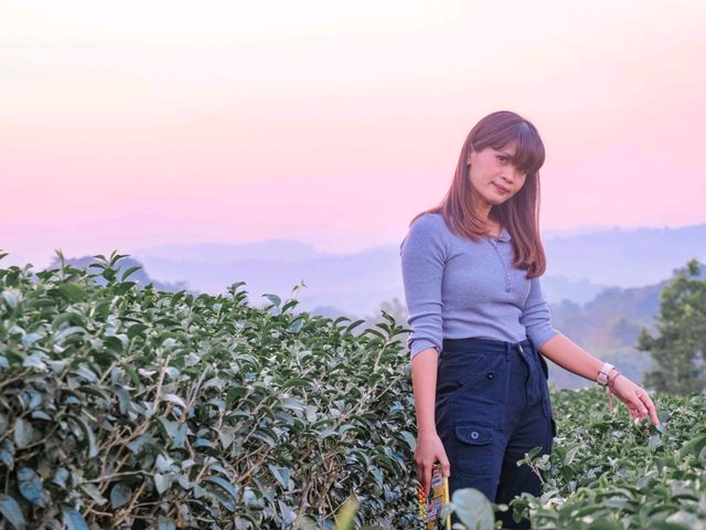 ไร่ชาฉุยฟง @เชียงราย