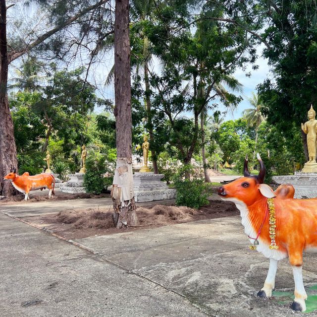 วัดทุ่งไทรทอง ชุมพร